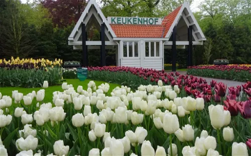 Keukenhof