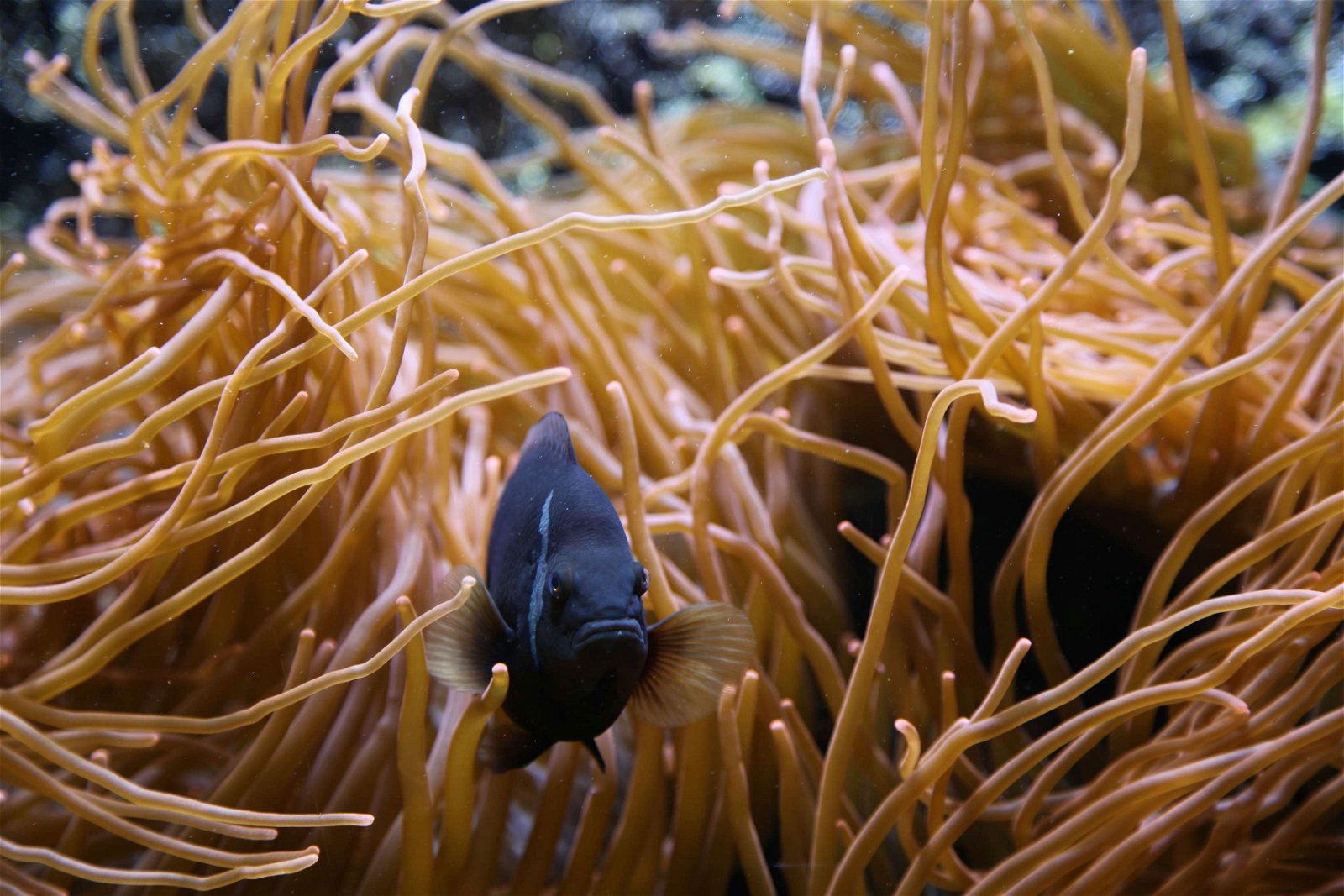 Aquazoo – Löbbecke-Museum Düsseldorf
