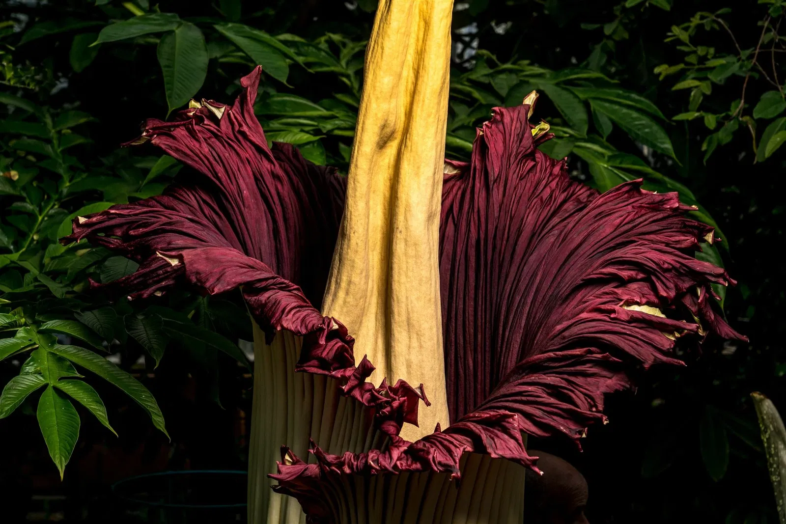 Botanischer Garten Meise