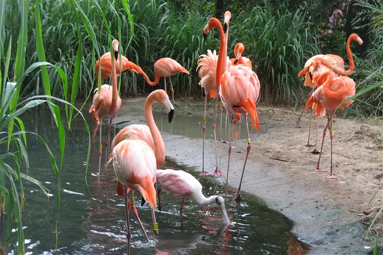 Zoológico de Barranquilla