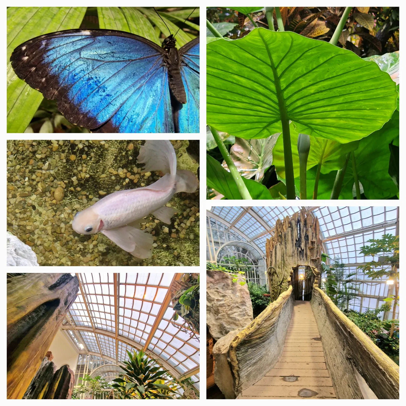 Butterflyhouse Hofburg Palace