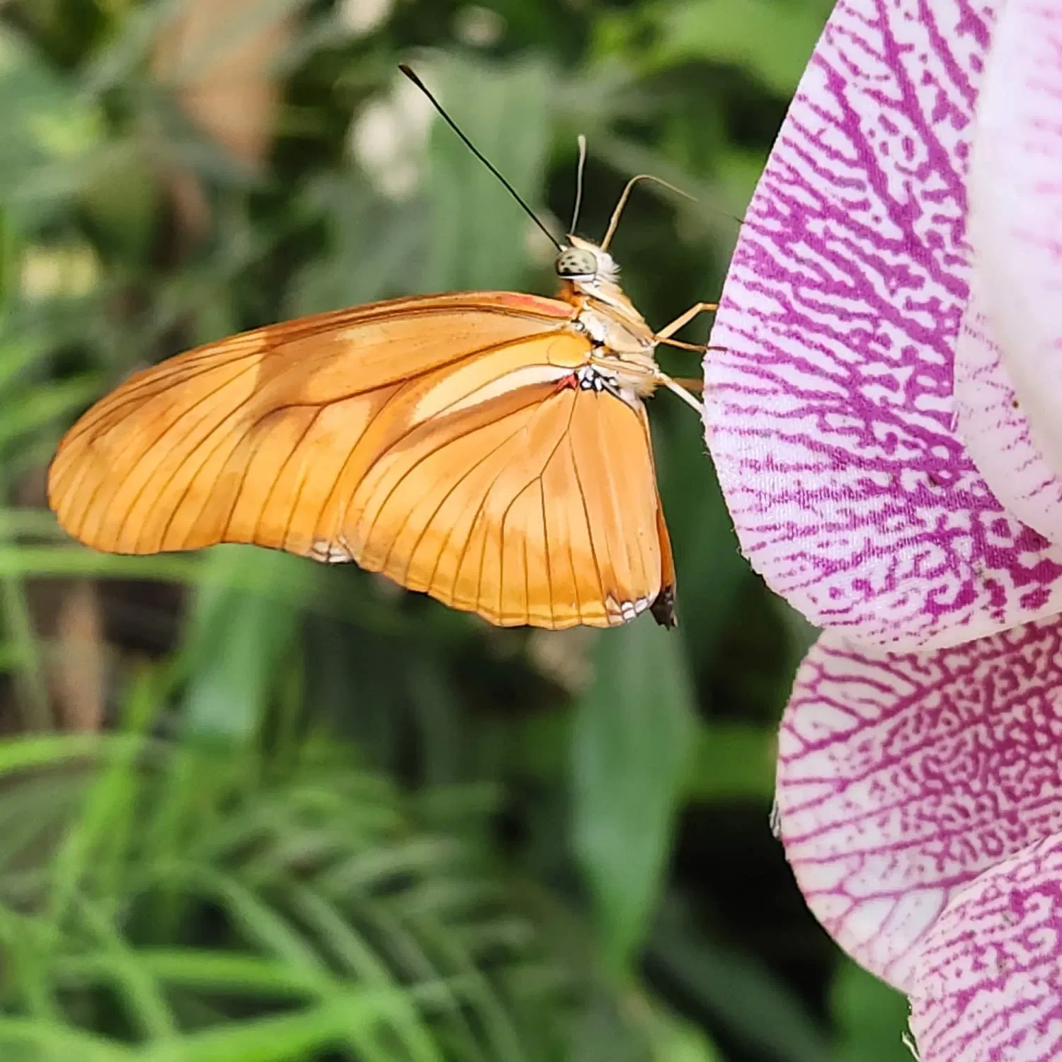 Butterflyhouse Hofburg Palace