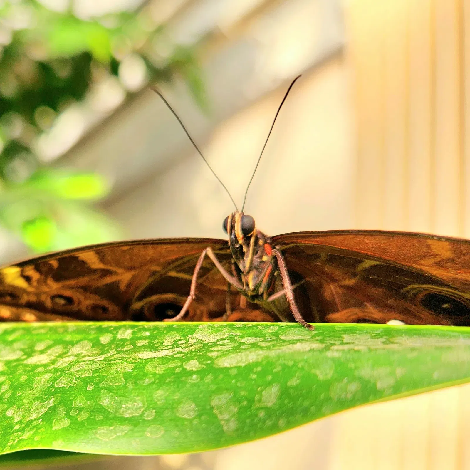 Butterflyhouse Hofburg Palace