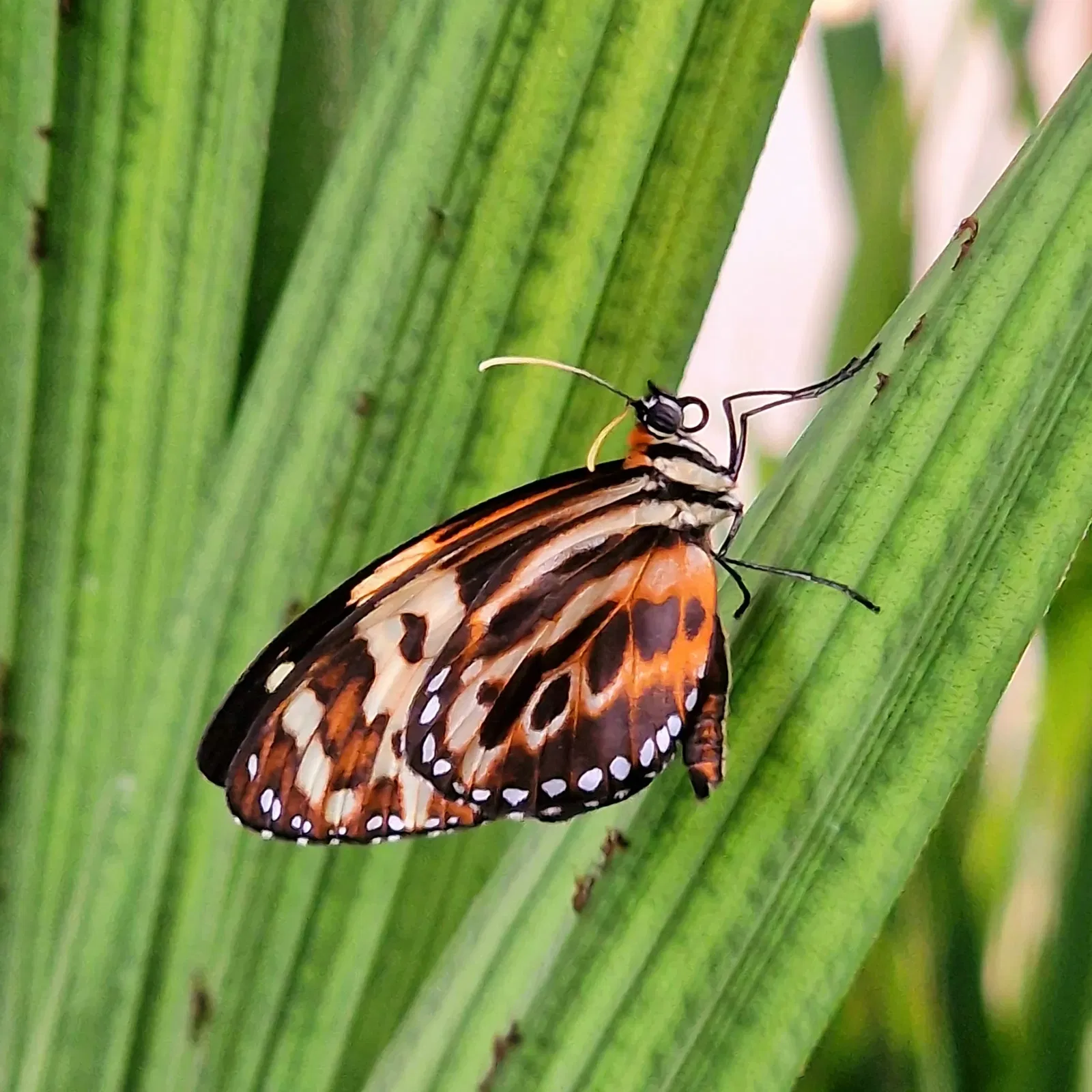 Butterflyhouse Hofburg Palace