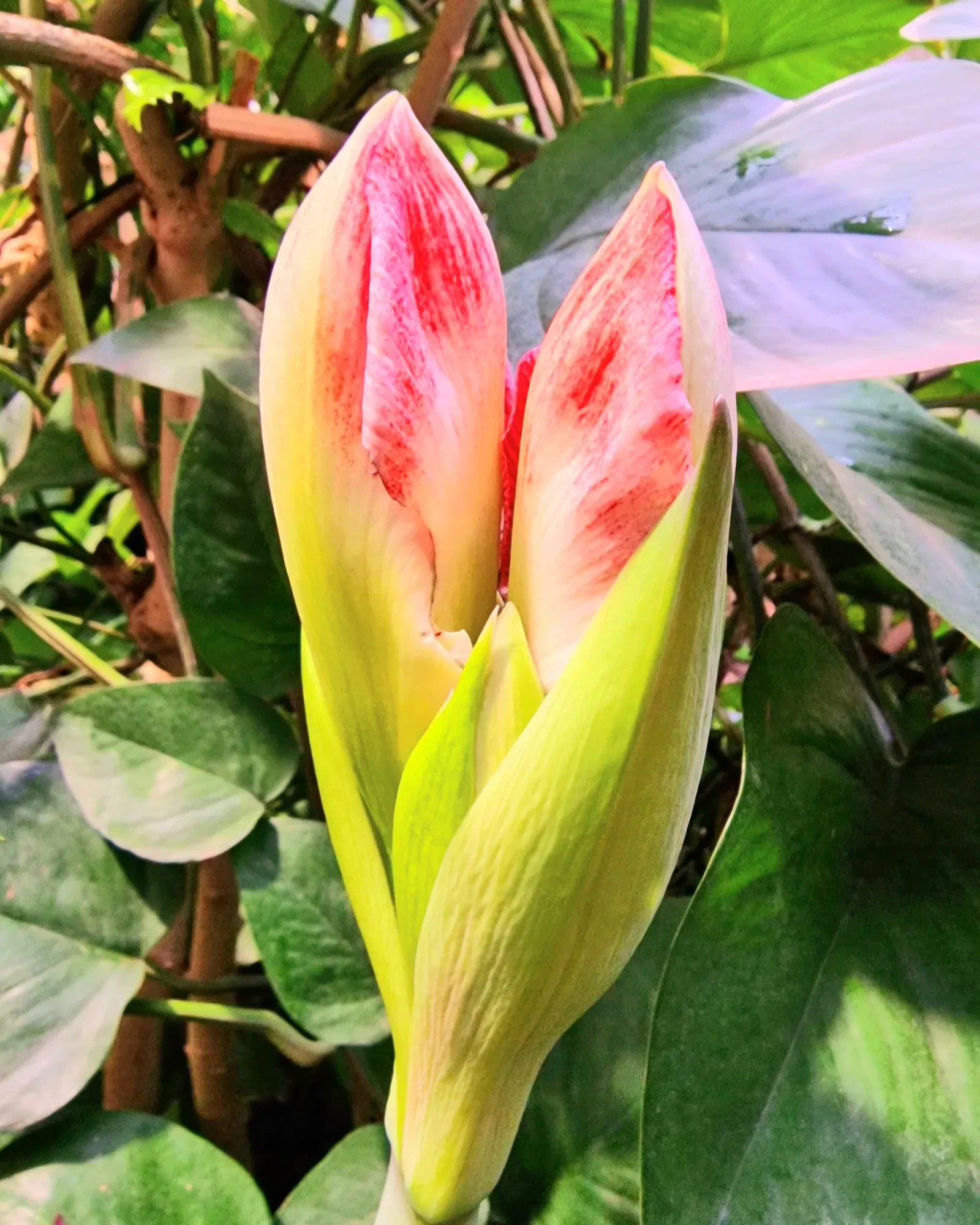 Schmetterlinghaus Hofburg