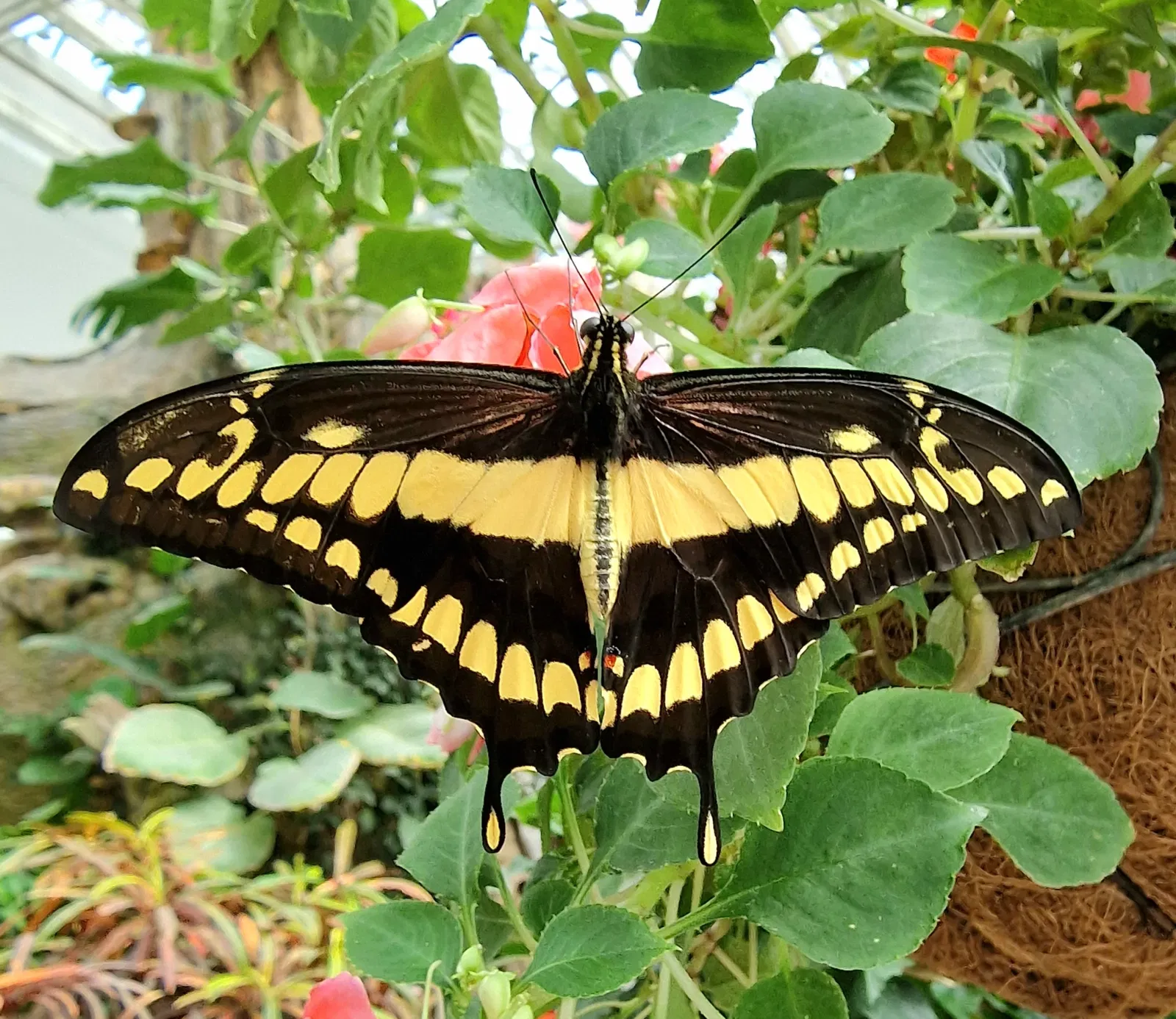 Schmetterlinghaus Hofburg
