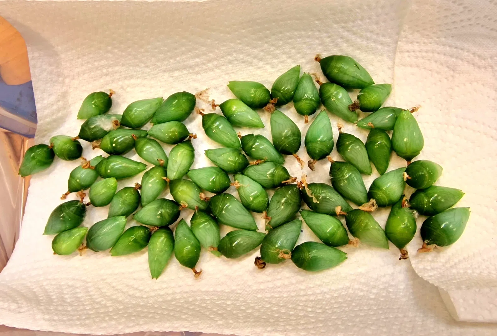 Butterflyhouse Hofburg Palace