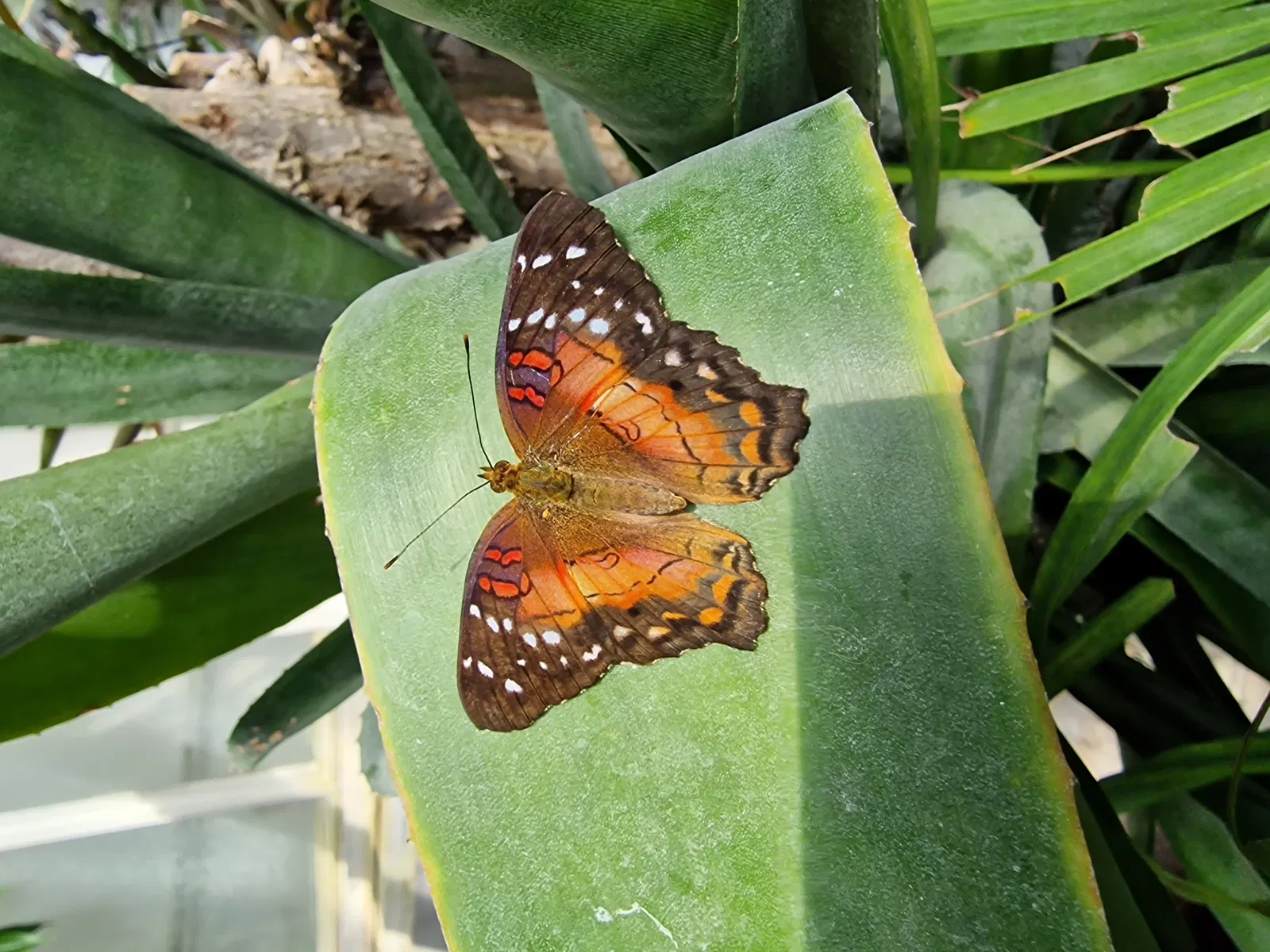 Butterflyhouse Hofburg Palace