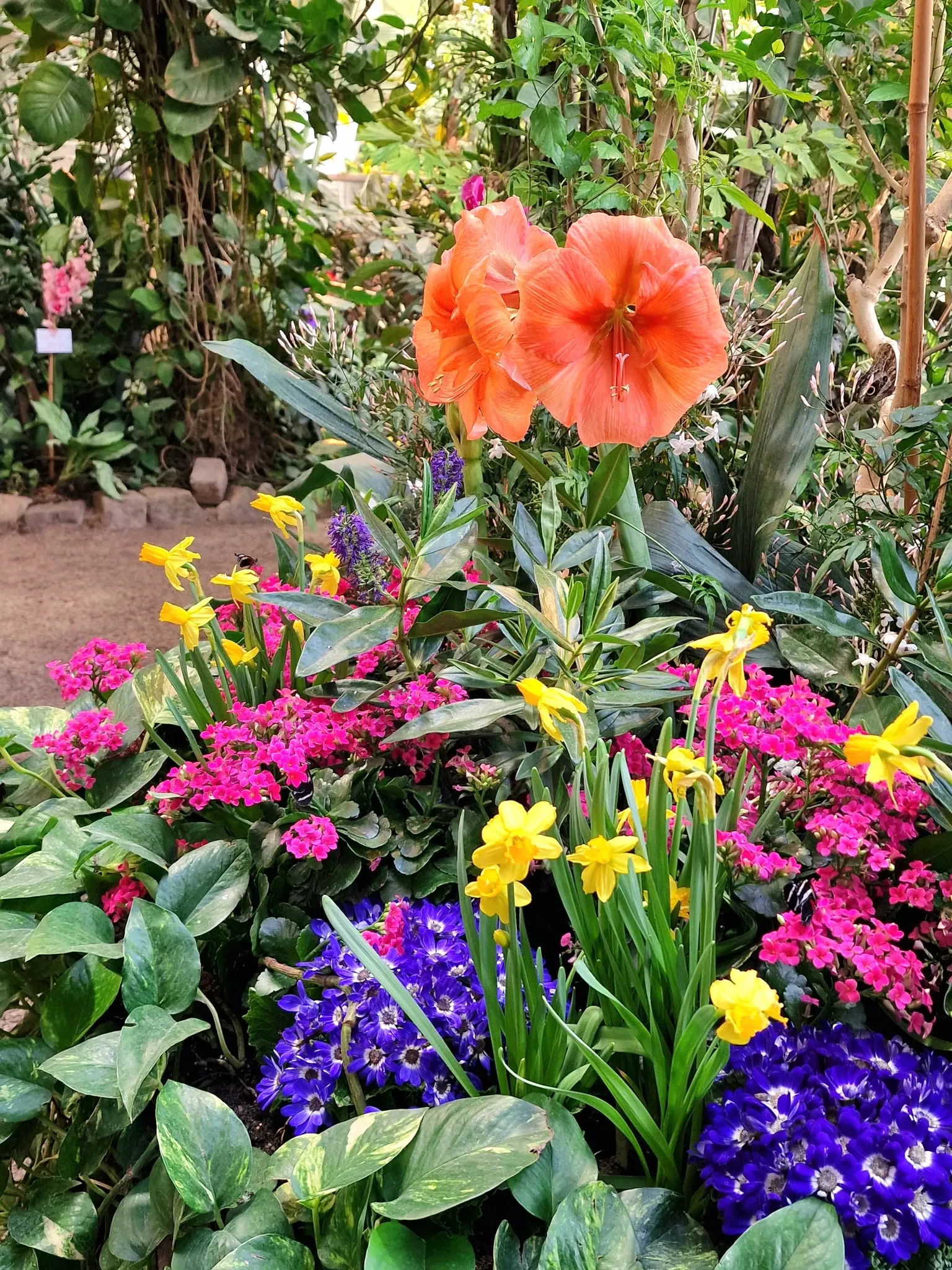 Butterflyhouse Hofburg Palace