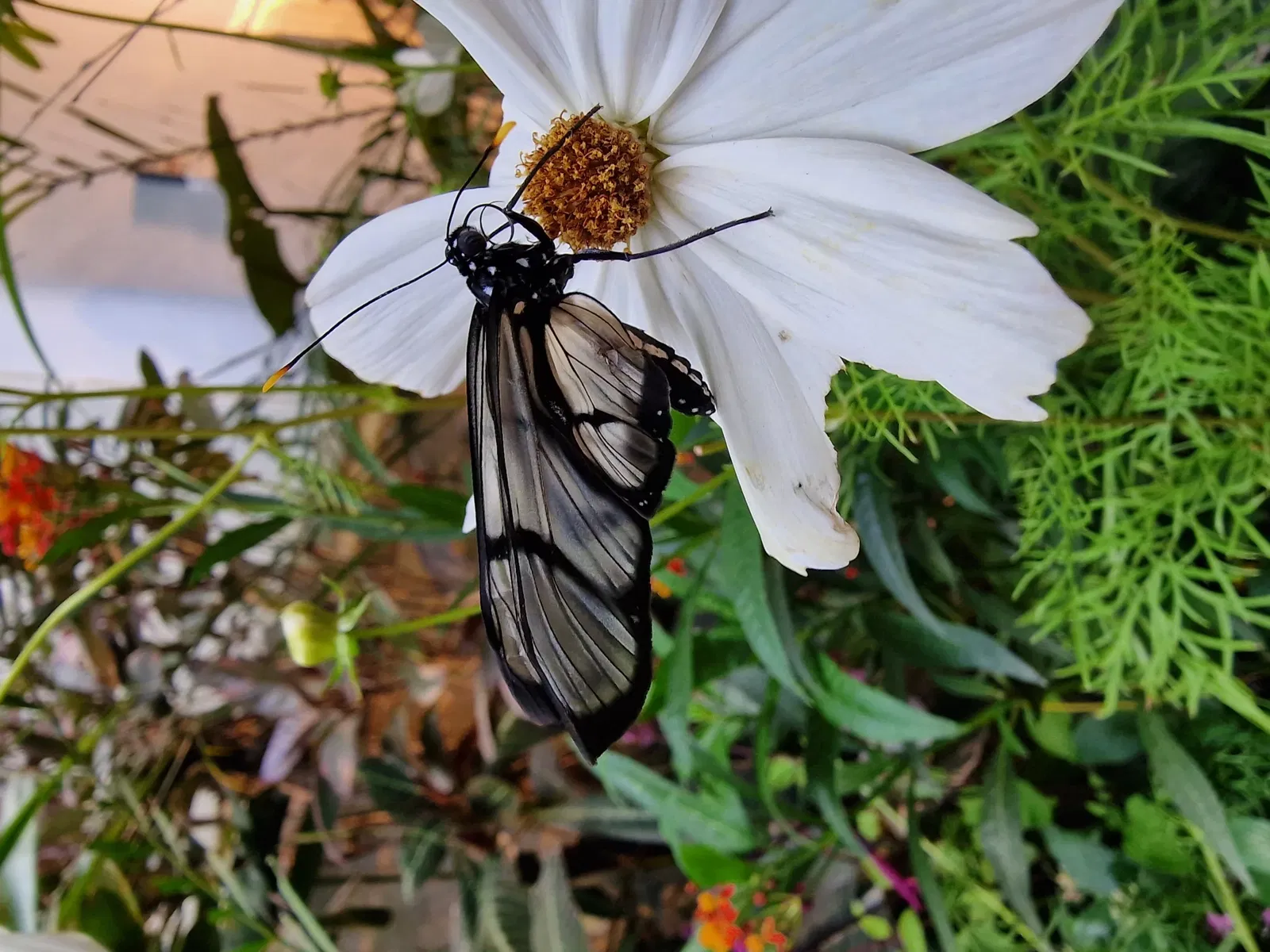 Butterflyhouse Hofburg Palace