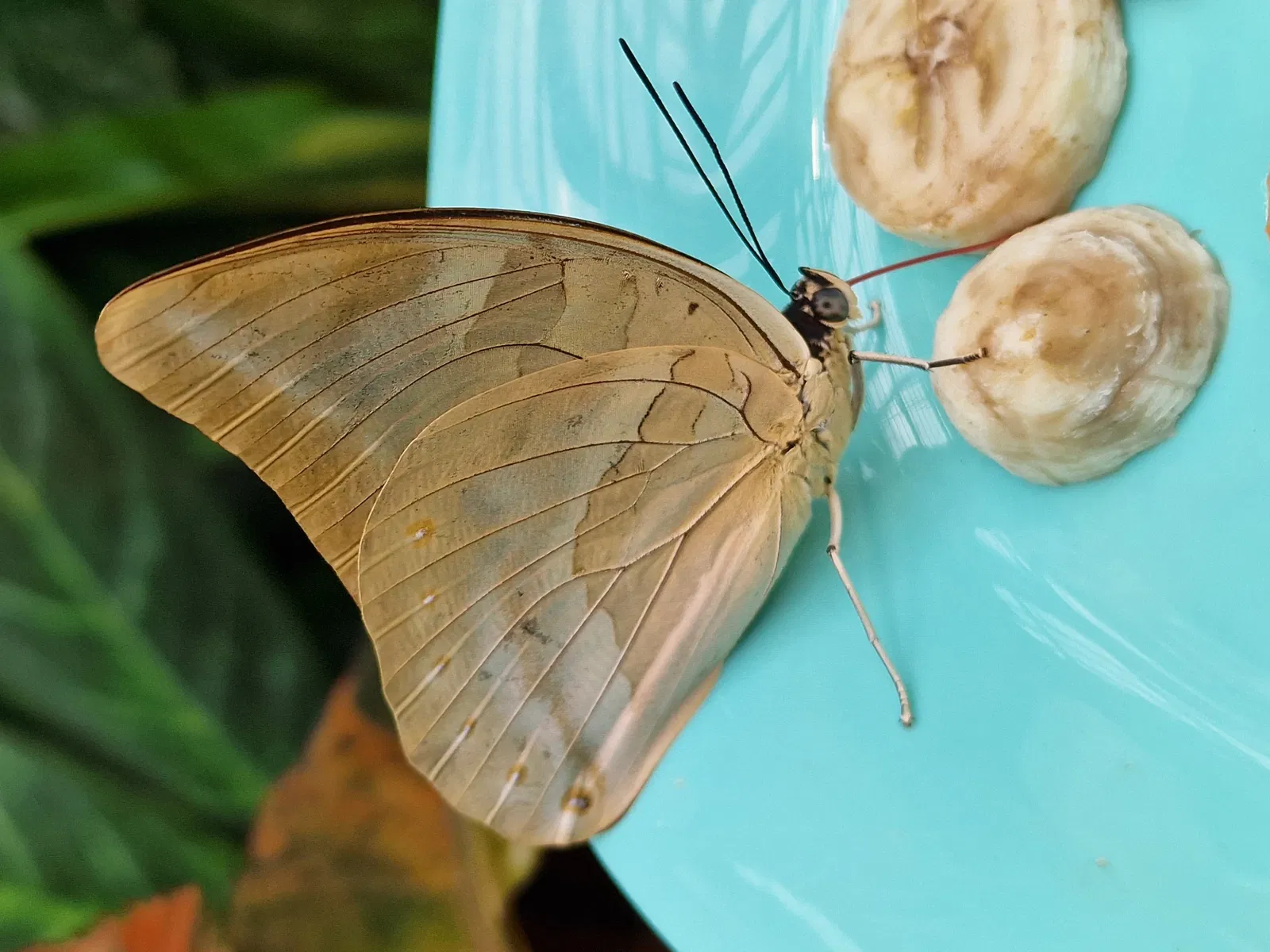 Schmetterlinghaus Hofburg