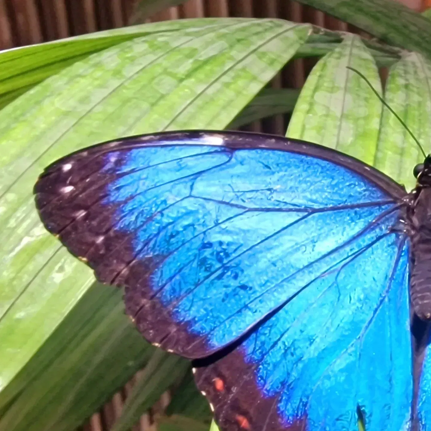 Butterflyhouse Hofburg Palace
