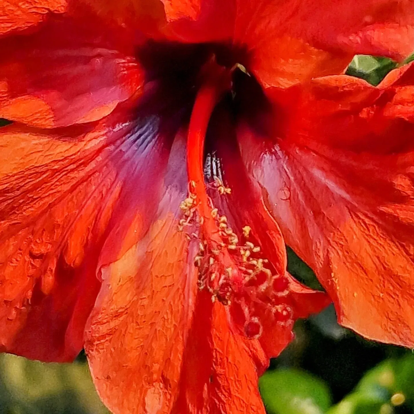 Butterflyhouse Hofburg Palace