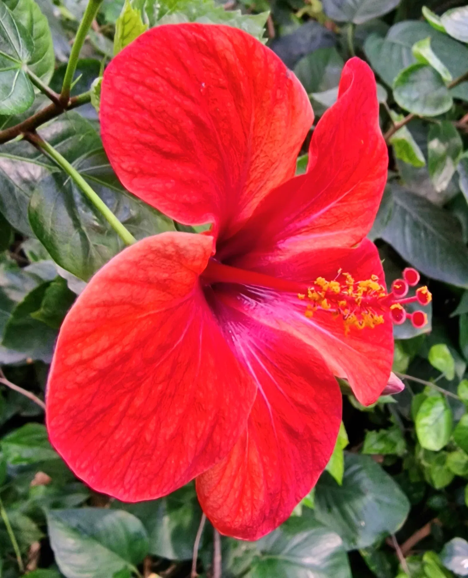 Butterflyhouse Hofburg Palace