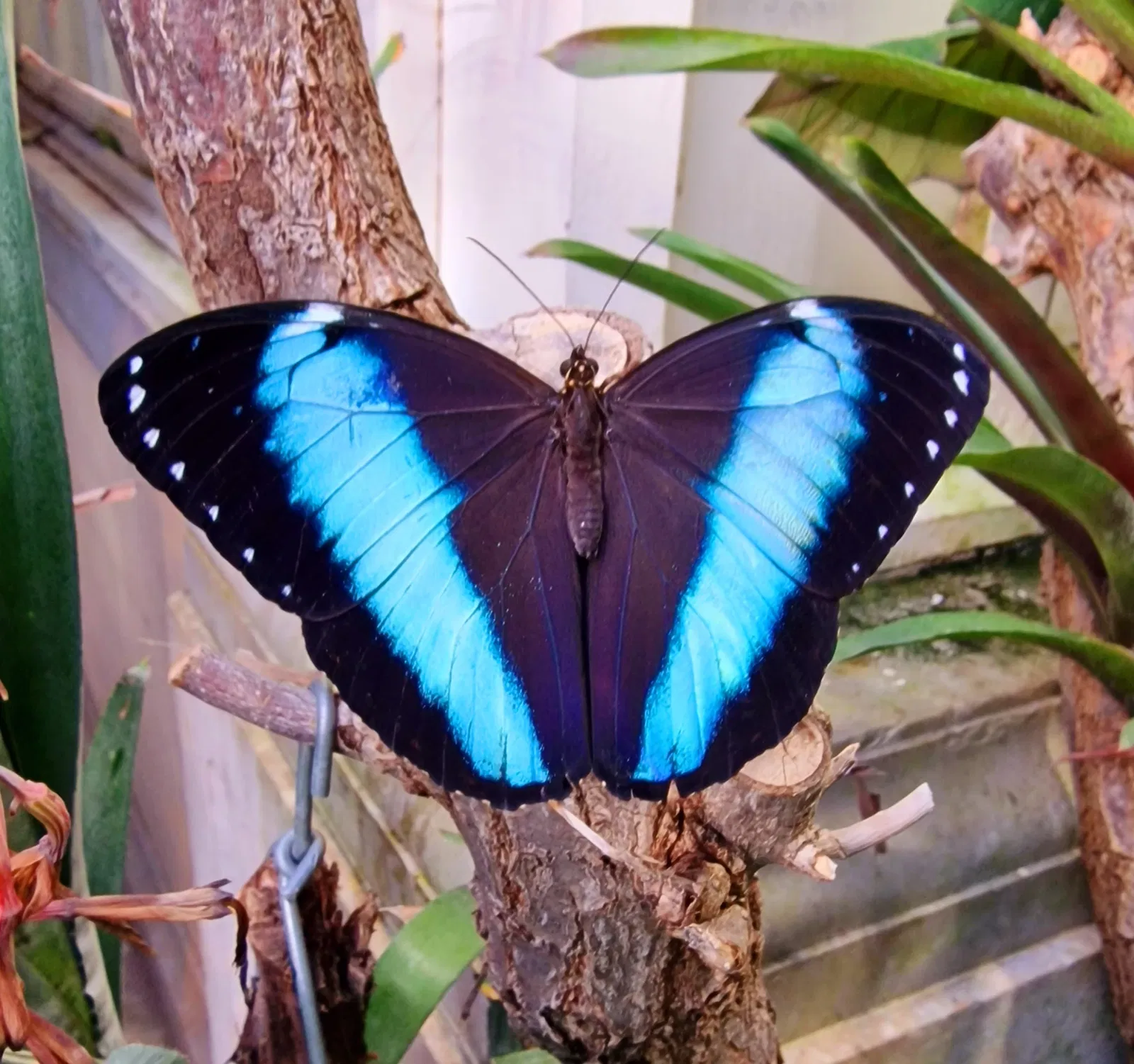 Butterflyhouse Hofburg Palace