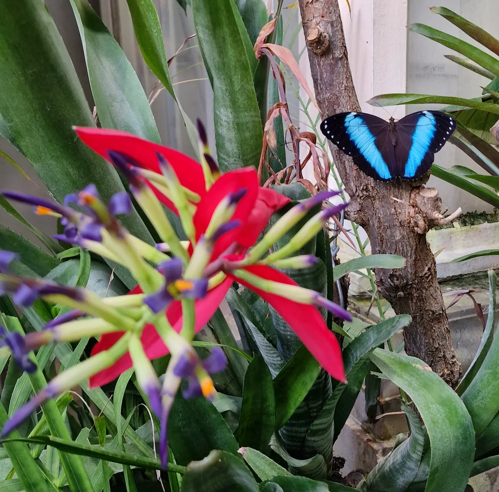Butterflyhouse Hofburg Palace