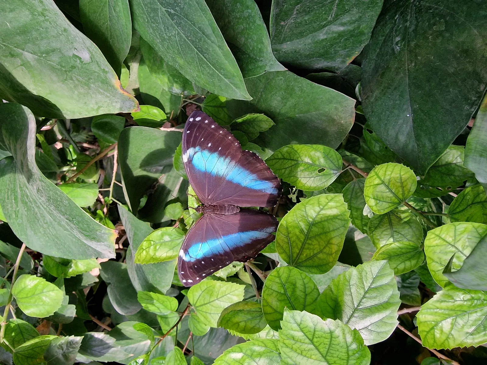 Butterflyhouse Hofburg Palace