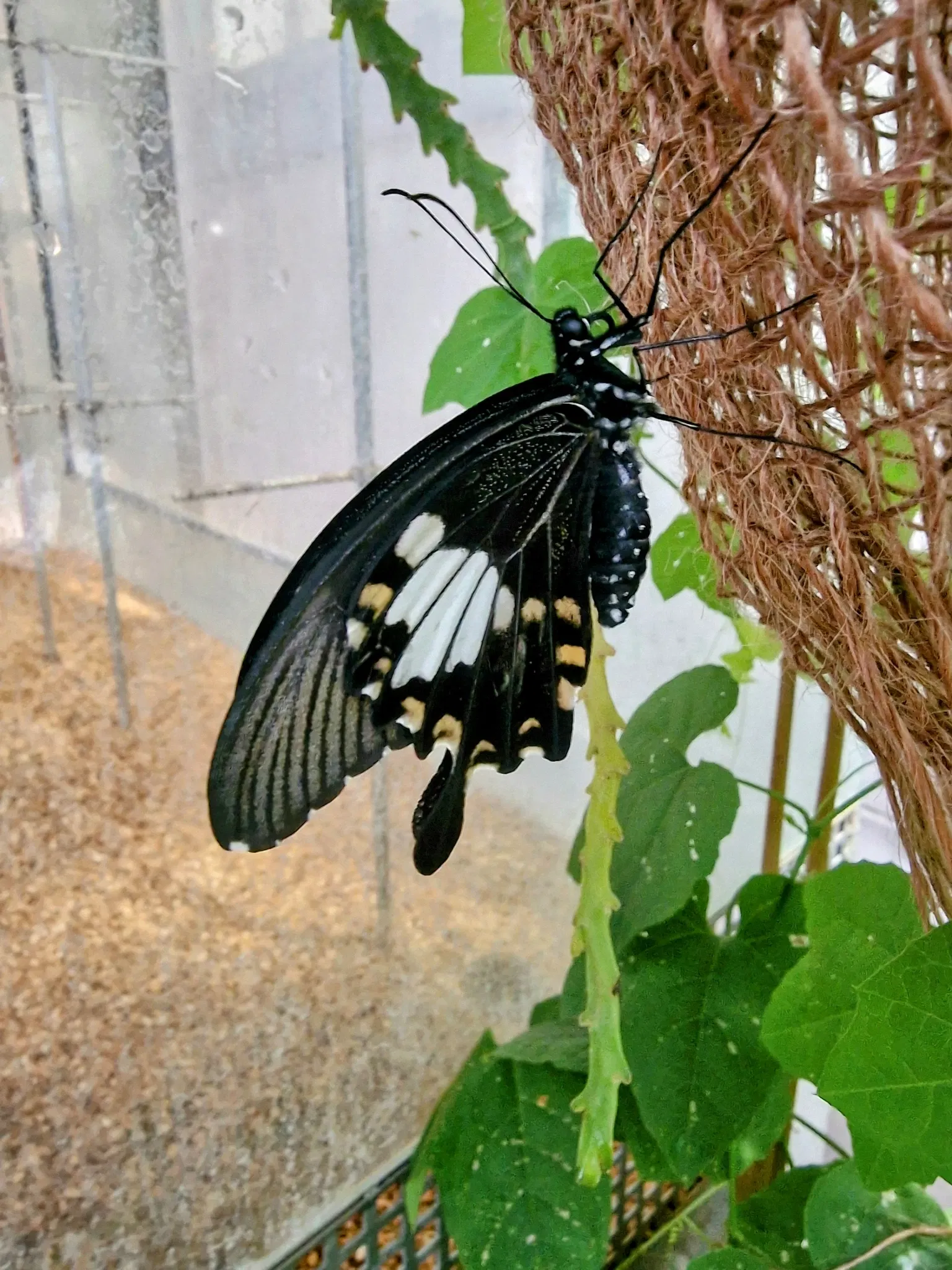 Butterflyhouse Hofburg Palace