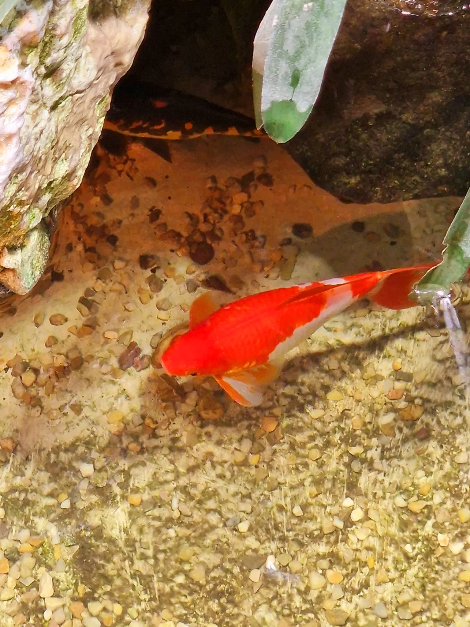 Schmetterlinghaus Hofburg