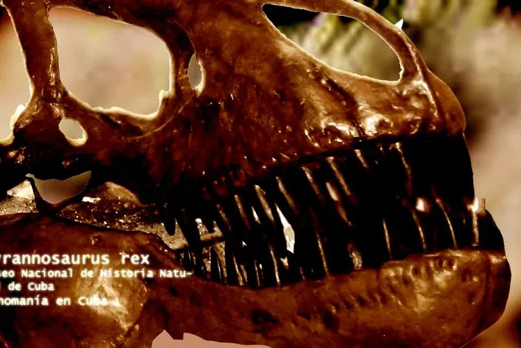 Museo Nacional de Historia Natural Cubana