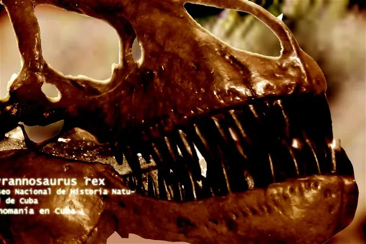 Museo Nacional de Historia Natural de Cuba