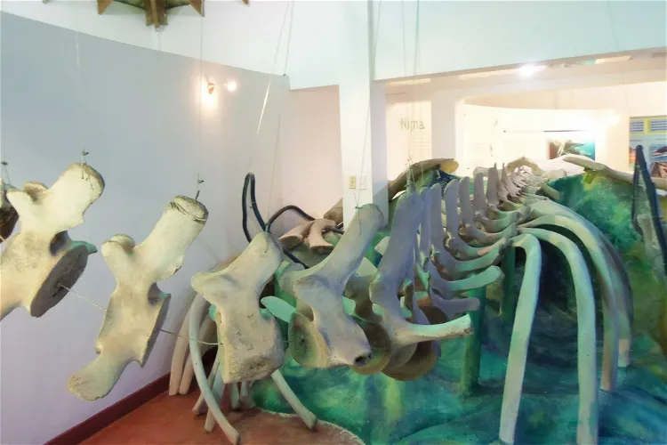 Whale Museum of Samana