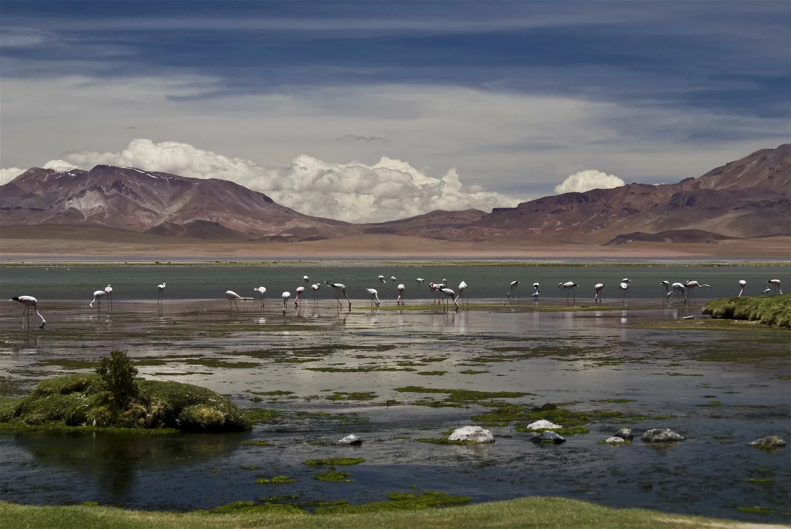 Los Flamencos National Reserve