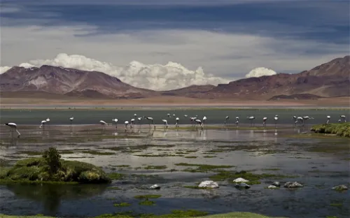 Los Flamencos National Reserve