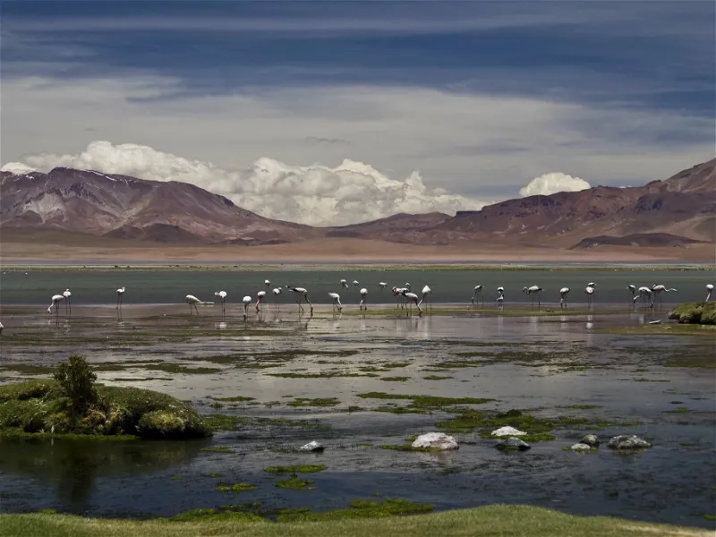 Los Flamencos National Reserve San Pedro De Atacama Visitor los-flamencos-national-reserve-san-pedro-de-atacama-visitor