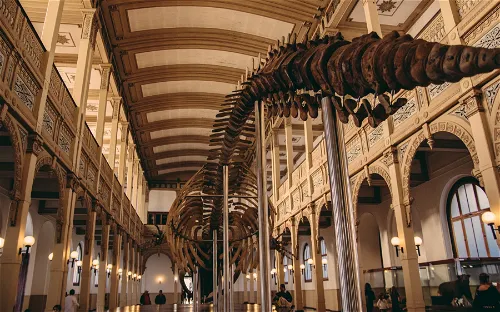 National Museum of Natural History