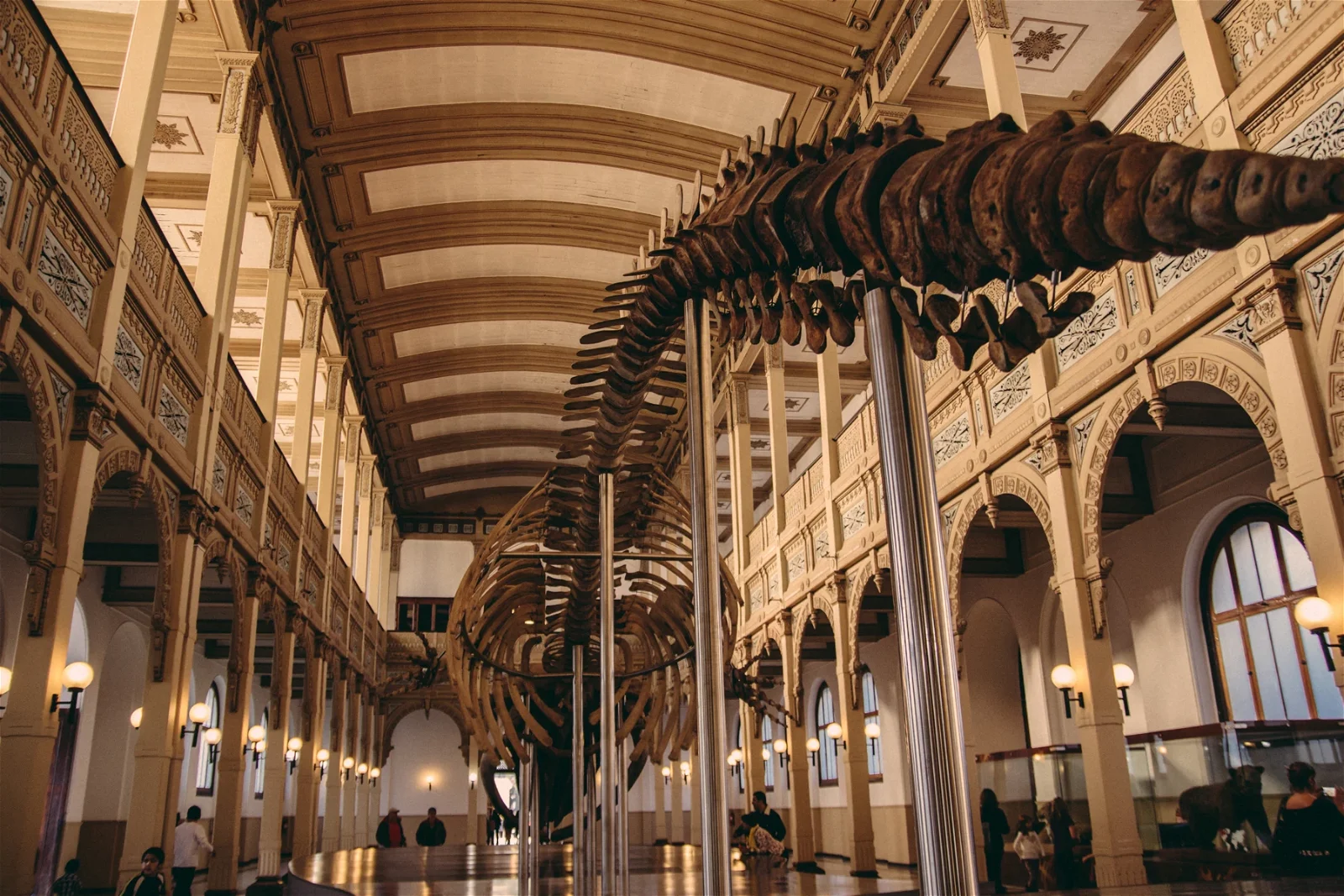 NATIONAL MUSEUM OF NATURAL HISTORY CHILE visual data 4