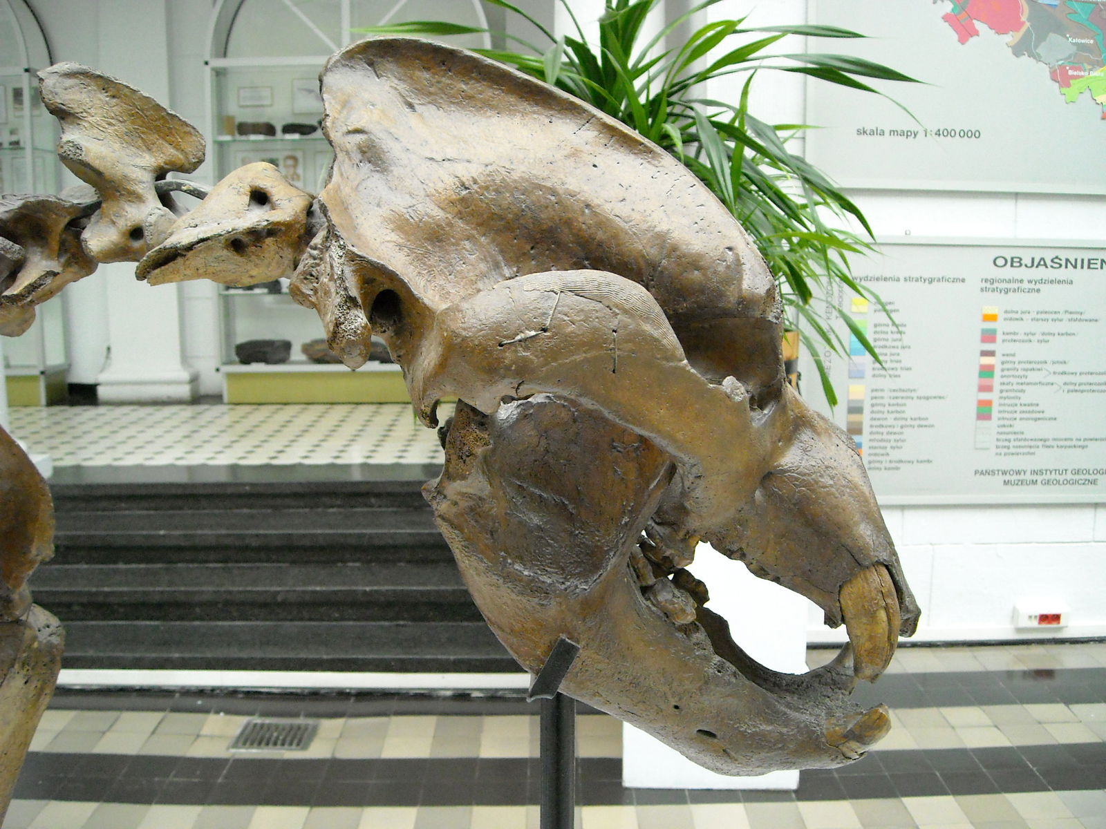 Geological Museum of the Polish Geological Institute