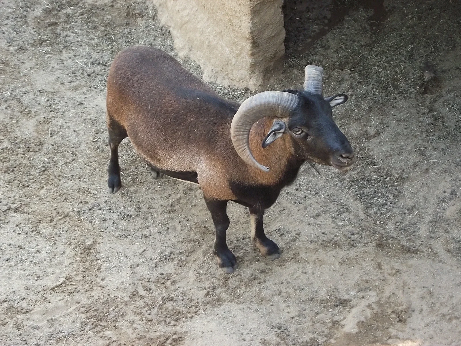 Quilpue Zoo
