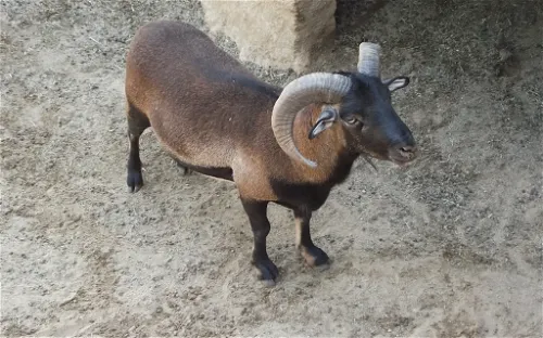 Quilpue Zoo