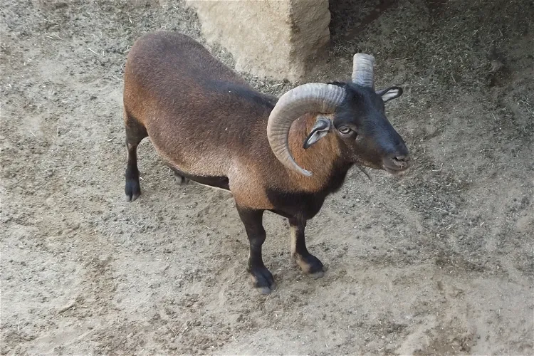 Quilpue Zoo