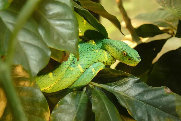 Snake Tour Herpetarium