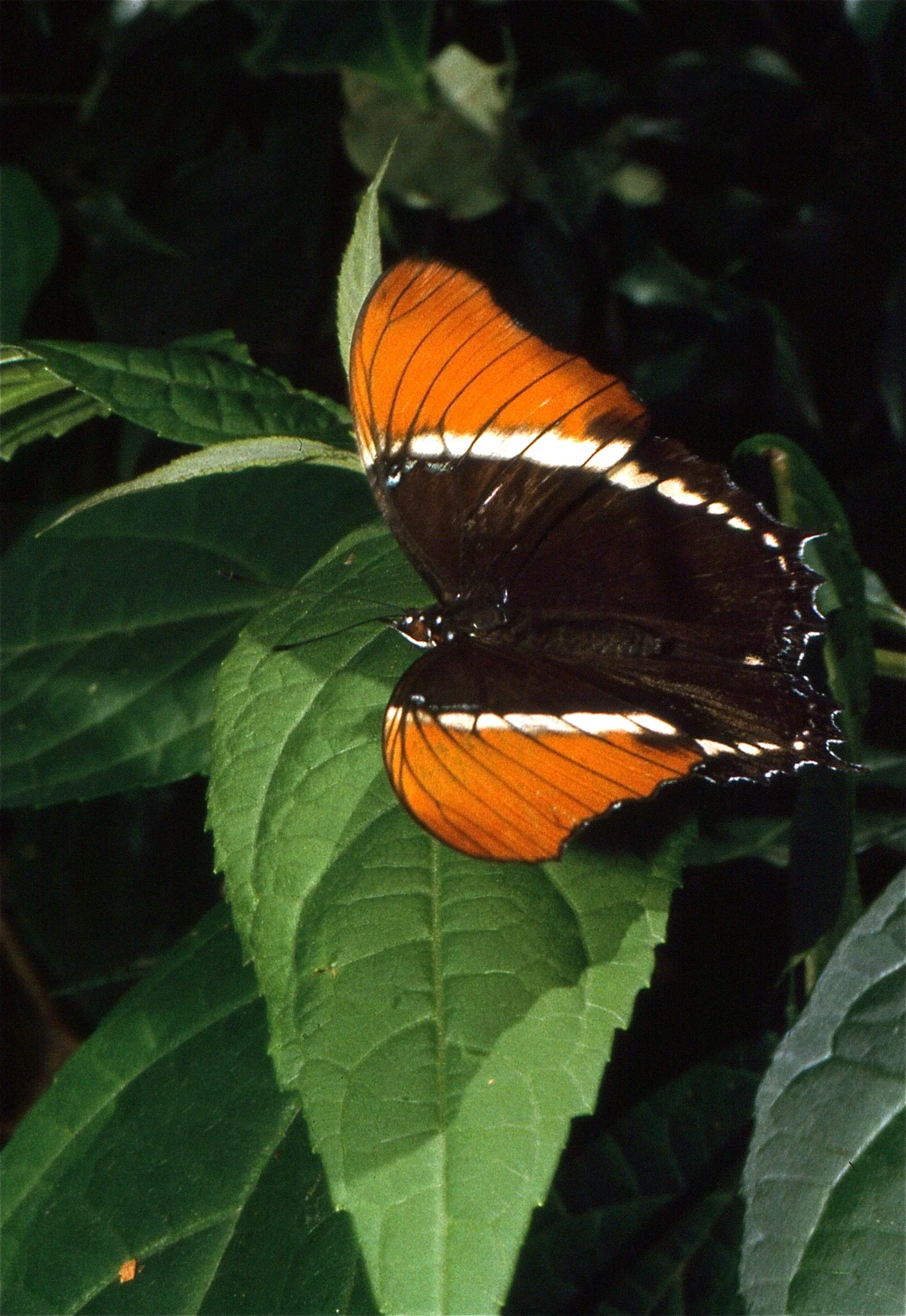 Monteverde Butterfly Garden