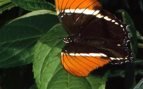 Monteverde Butterfly Garden