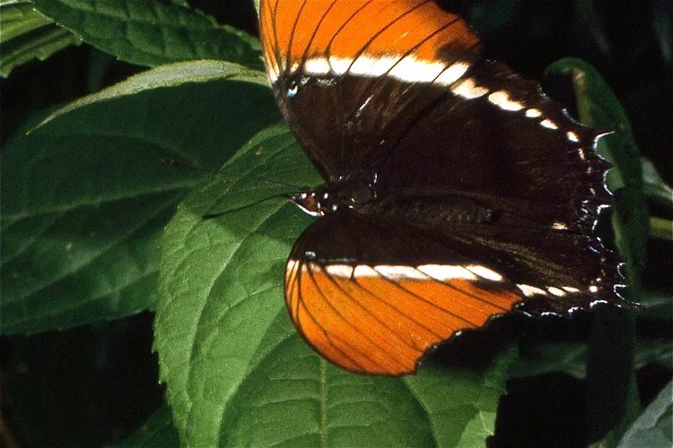 Monteverde Butterfly Garden