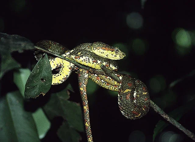 Serpentario Viborana