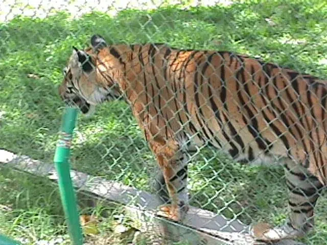 Caricuao Zoo: Where the Wild Heart of Venezuela Beats