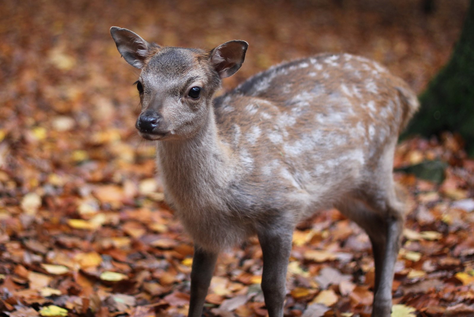 The Game Park of La Roche-en-Ardennes
