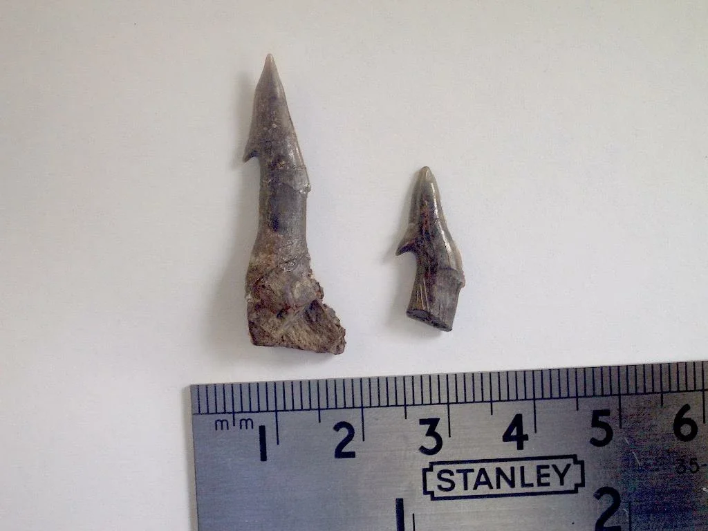 Museum of Natural History