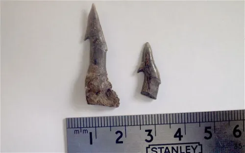 Museum of Natural History