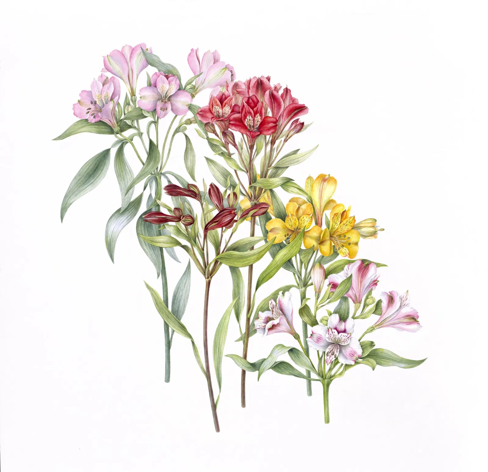 Nature in detail - Botanical Art of Anita Walsmit-Sachs