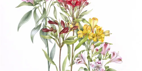 Nature in detail - Botanical Art of Anita Walsmit-Sachs