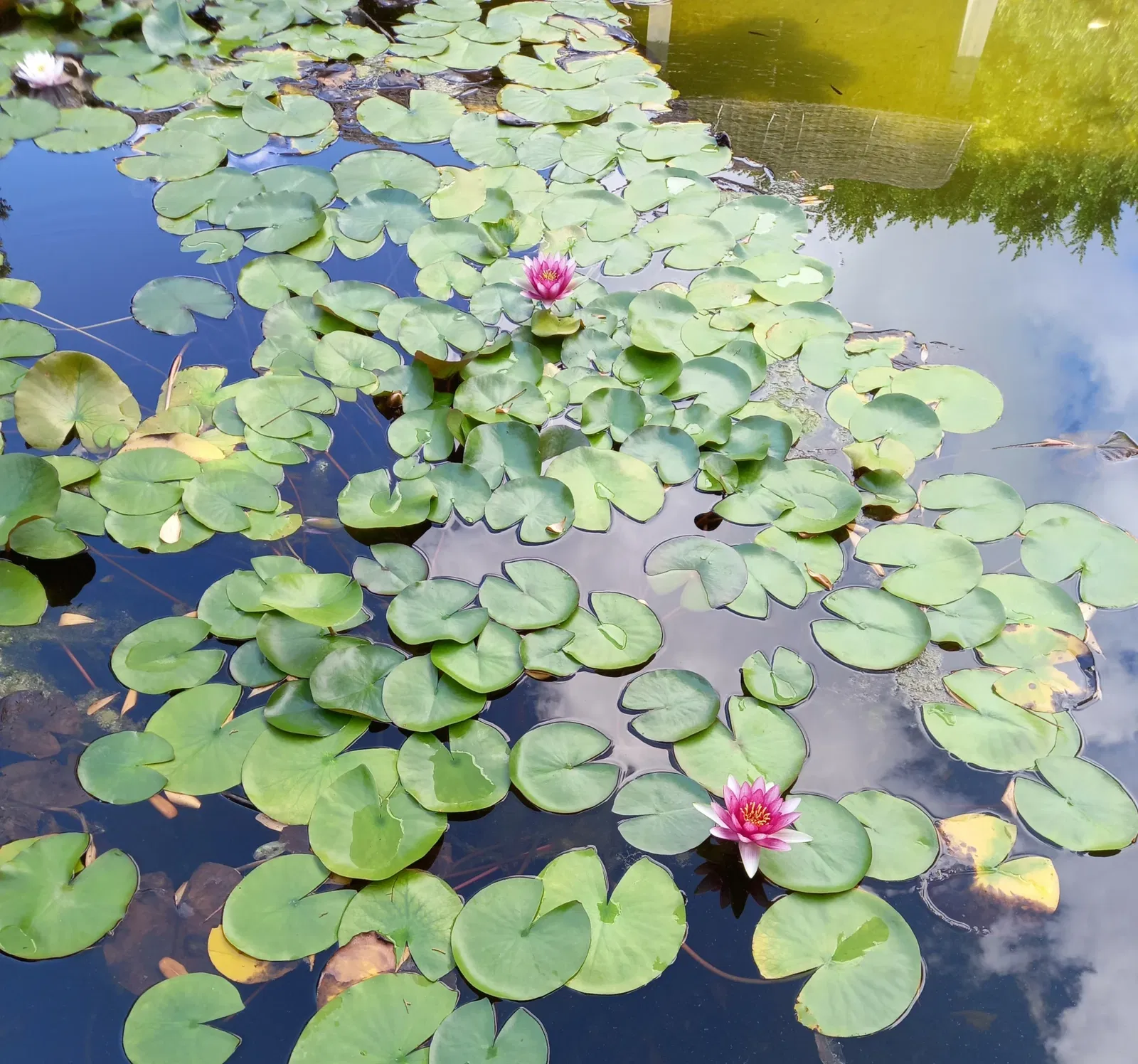 Sa Torre Cega - Villa March