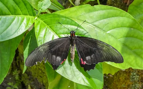 Neotropical Butterfly Park