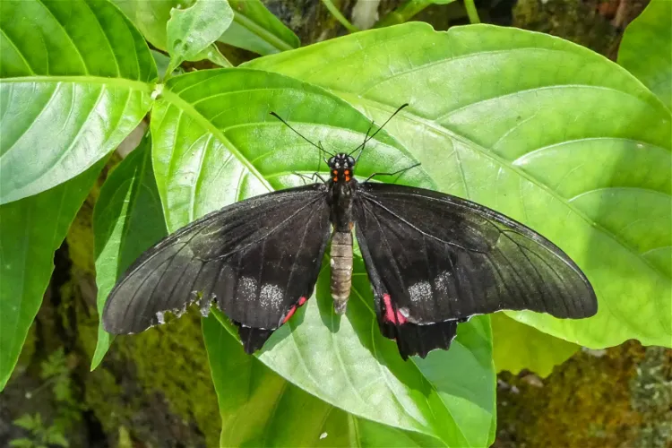 Neotropical Butterfly Park