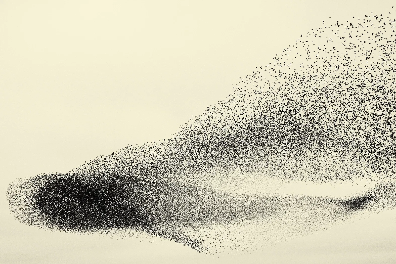 Spreeuwendans / Protterdûns